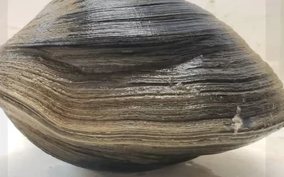 Hombre de la Florida encuentra una almeja. Cuando le cuenta los anillos se queda estupefacto